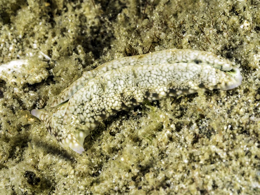 Plakobranchus sp. 3
